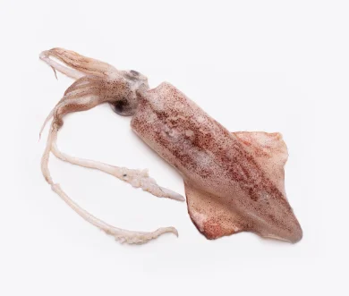 Calamar Moyen | Fruits de mer congelés BNF