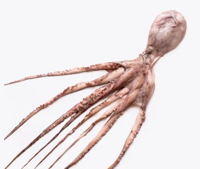Boumisk | Fruits de mer congelés BNF